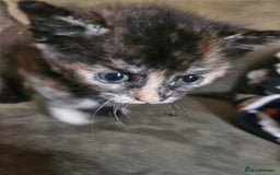 Mixed Breed cats for sale: 5 Beautiful Kittens Ready Soon - Image 8