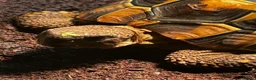 Hermann Tortoise reptiles for sale: Much loved male hermans - Advert 6