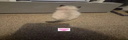Ragdoll cats for sale: Pure ragdolls ready for there new homes 1st July  - Advert 14