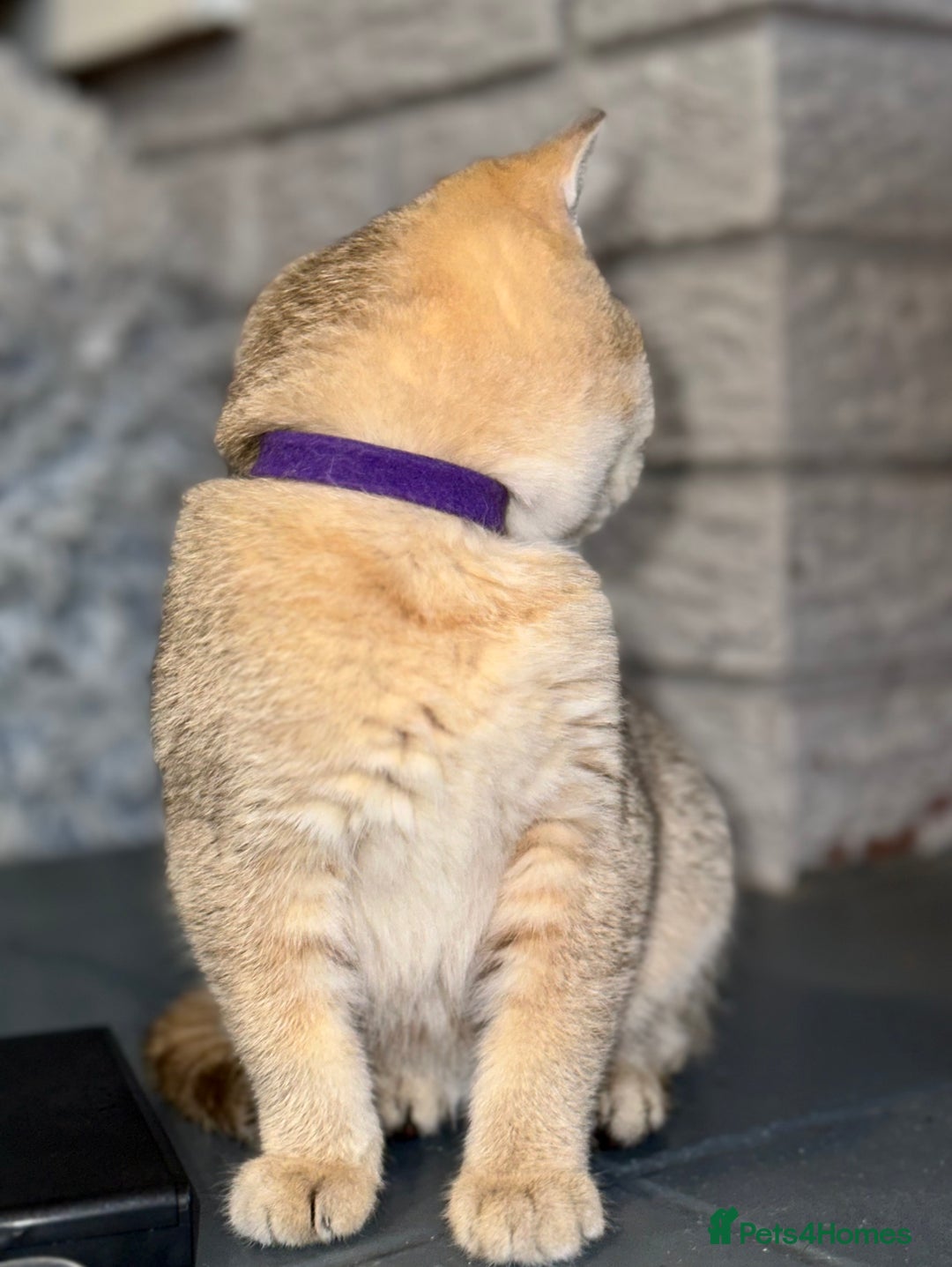 British Shorthair cats for sale: *READY NOW* TICA registered BSH kittens - Image 8