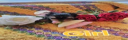 Yorkshire Terrier dogs for sale: Lovely puppies for sale  - Advert 5
