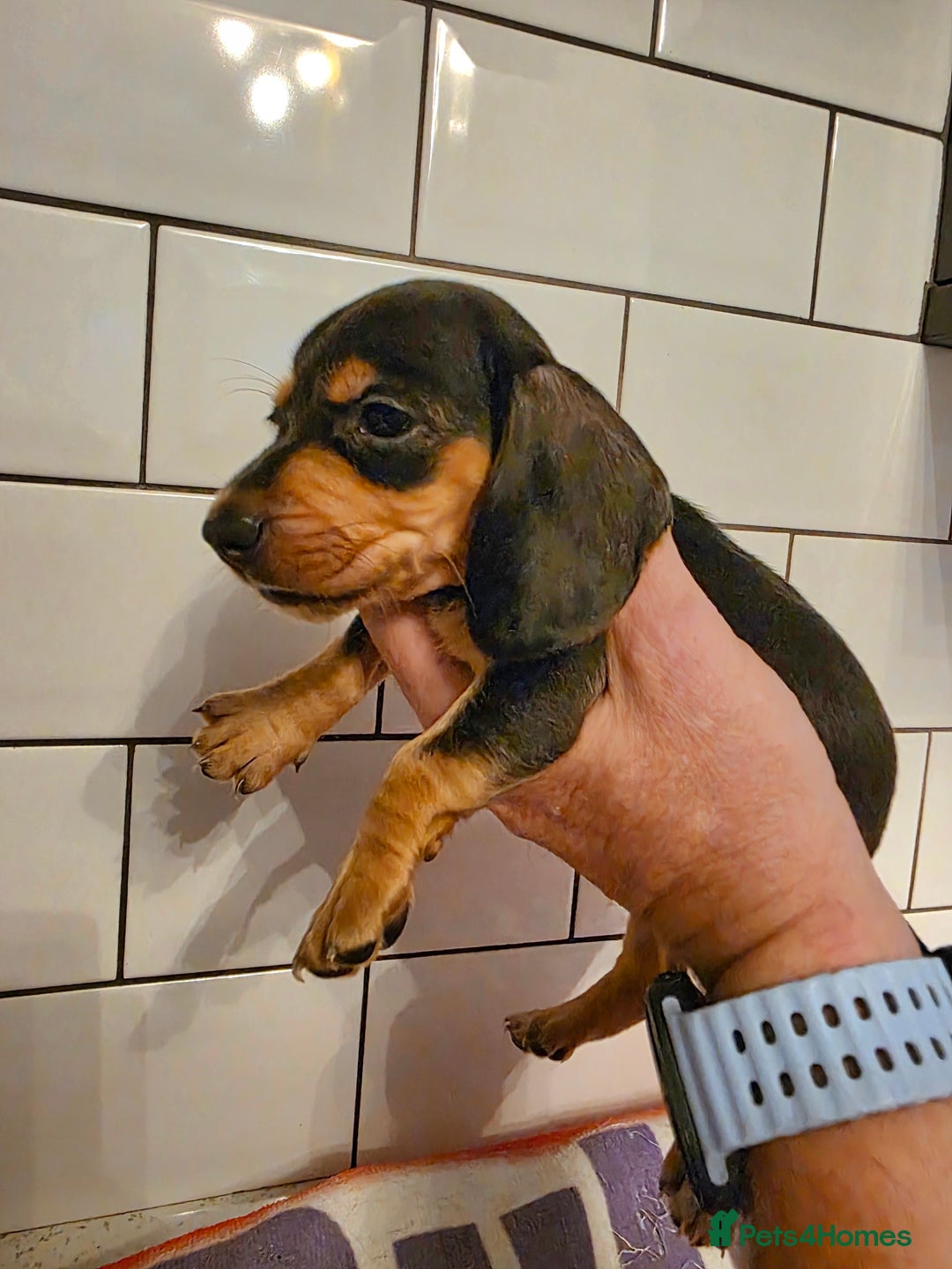 Miniature Dachshund dogs for sale: Full of champions!!! pra clear mini dachshunds in South Shields - Image 2