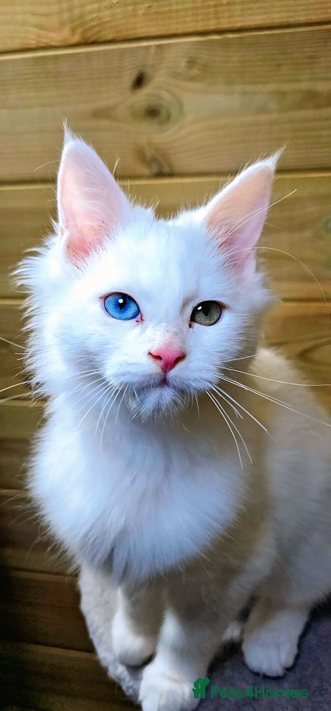 Maine Coon cats for sale: Maine coon  - Advert 8