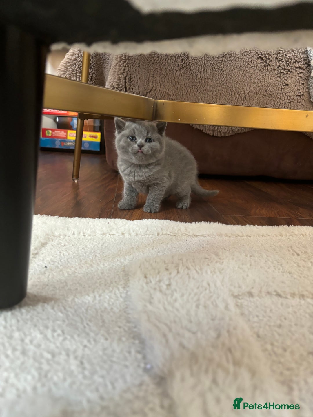 Brazilian Shorthair cats for sale: British Short Hair Kittens Available  - Advert 9