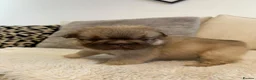 French Bulldog dogs for sale: Fluffy french bulldogs  - Advert 10