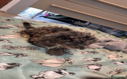 Miniature Poodle dogs for sale: Mini poodle london 3 LEFT - Advert 4