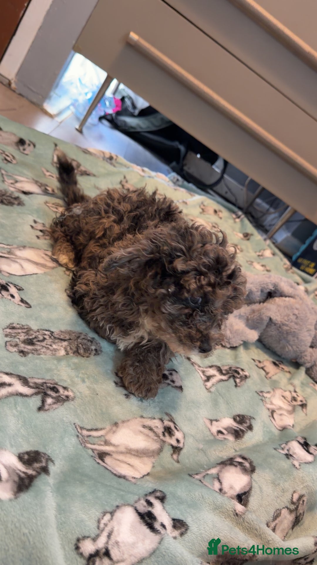 Miniature Poodle dogs for sale: Mini poodle london 3 LEFT - Advert 4