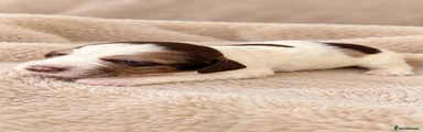 Cocker Spaniel 6