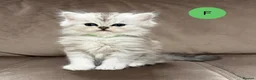 Persian cats for sale: Beautiful fluffy Persian kittens, PKD clear - Advert 11
