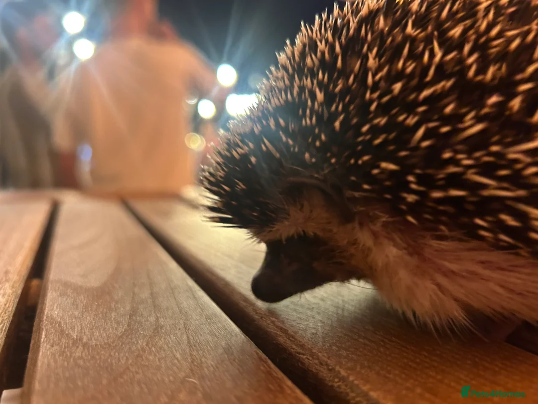 Pygmy Hedgehog rodents for sale: African Pygmy Hedgehog, vivarium with accessories  - Advert 2