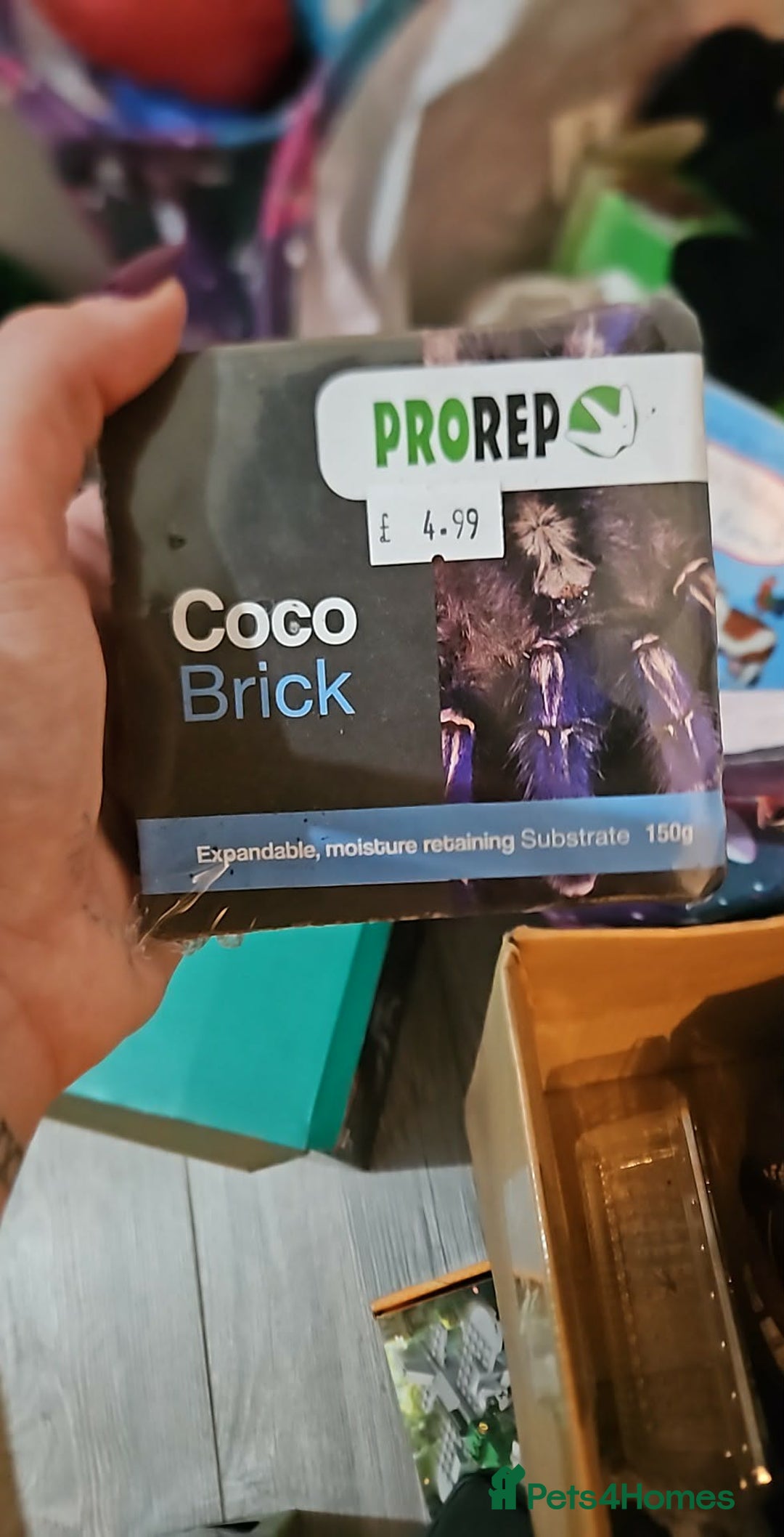 Tortoise reptiles for sale: Horsefield Tortoise and Enclosure. - Advert 6