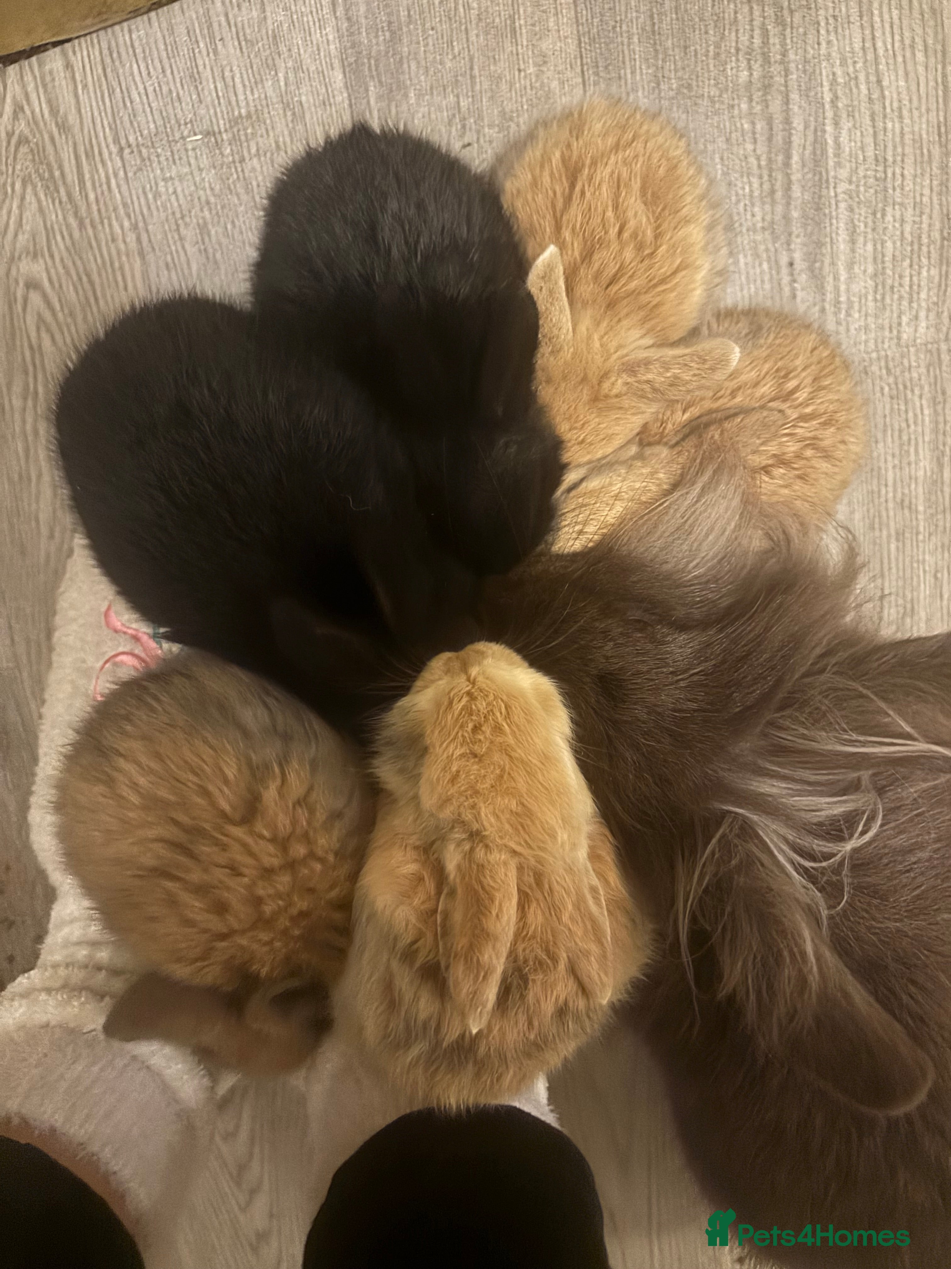 Mixed Breed rabbits Baby bunnies for sale! - Advert 1