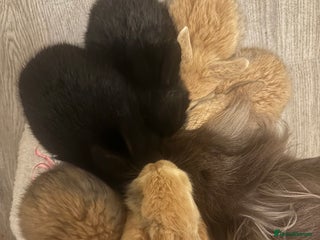Mixed Breed rabbits Baby bunnies for sale! - Advert 2