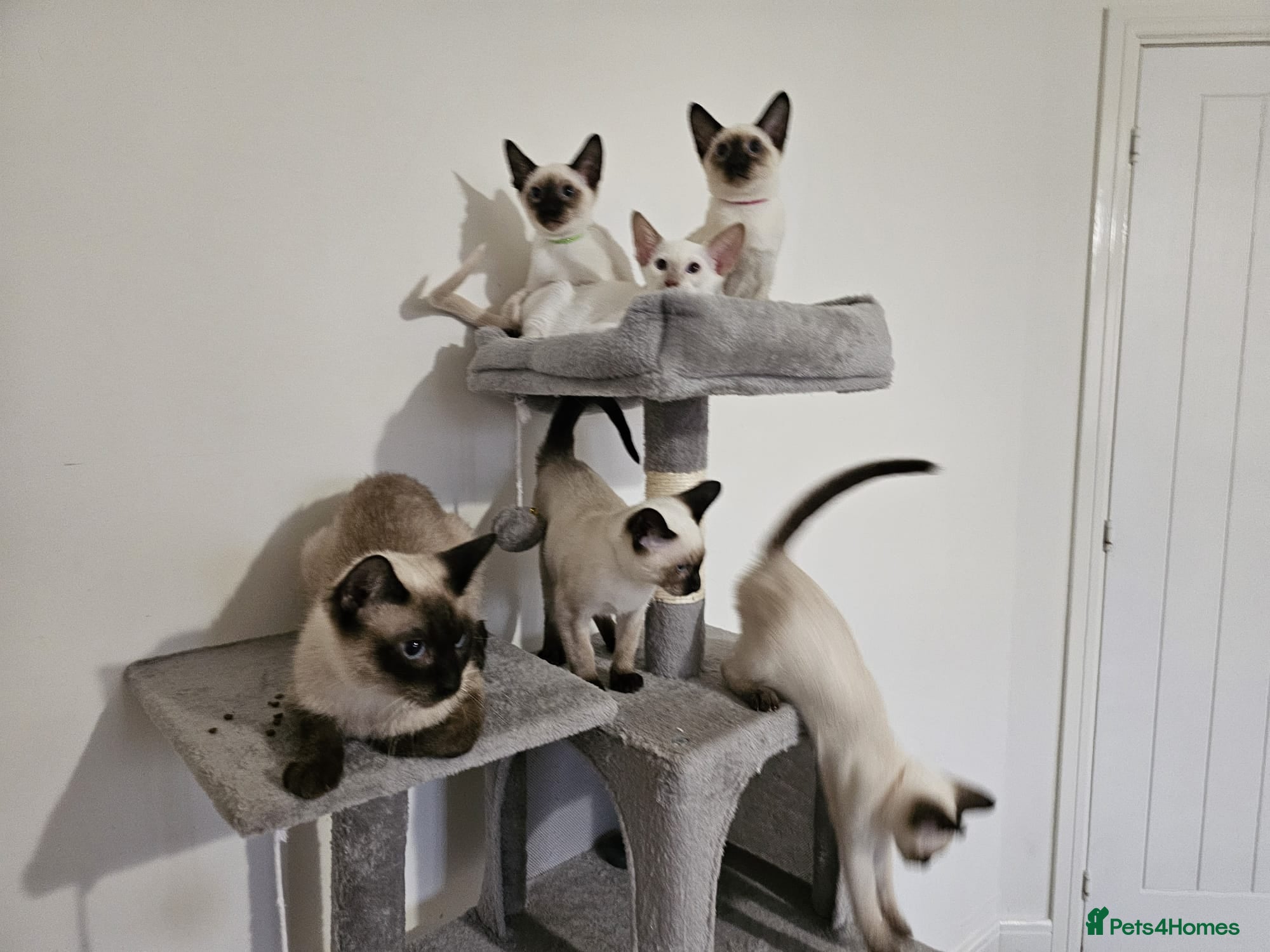 Siamese cats Charming Siamese Kittens x6 - Advert 5