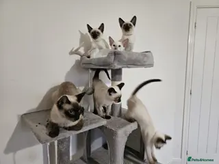 Siamese cats Charming Siamese Kittens x6 - Advert 5