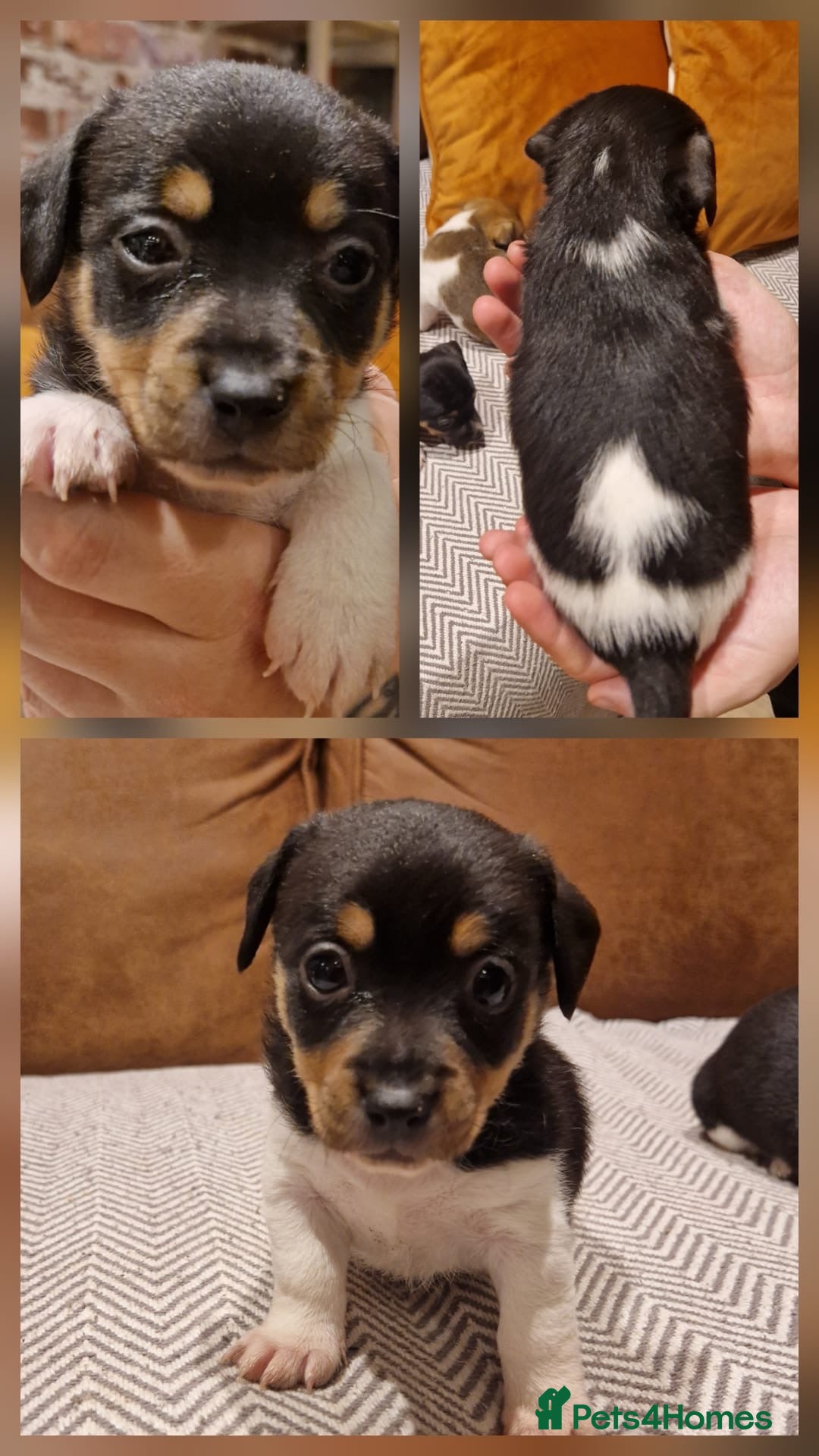 Jack Russell dogs for sale: Fabulous small type JRT BOYS - Advert 7