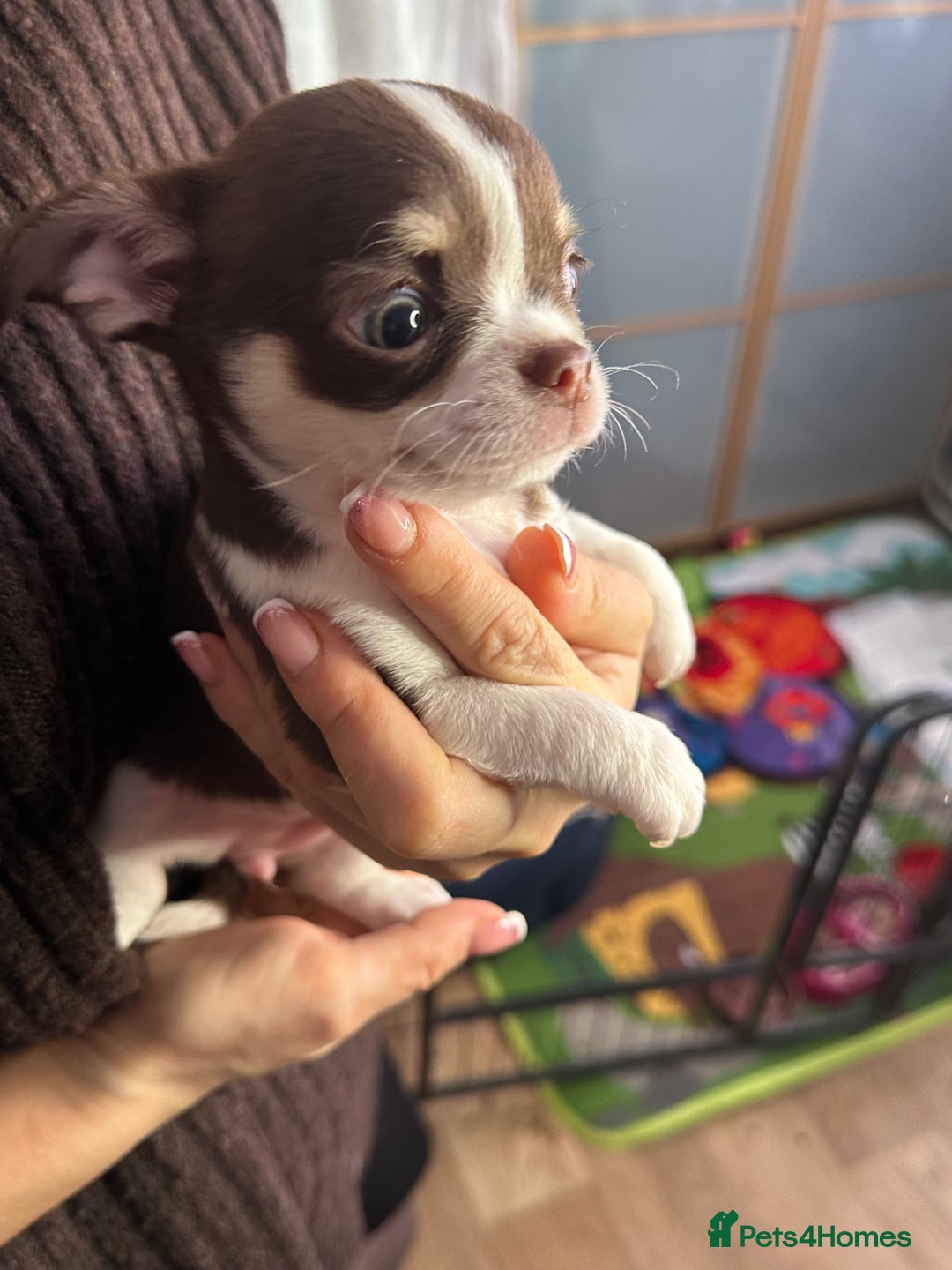 Chihuahua dogs for sale: Chihuahua puppies  - Advert 10