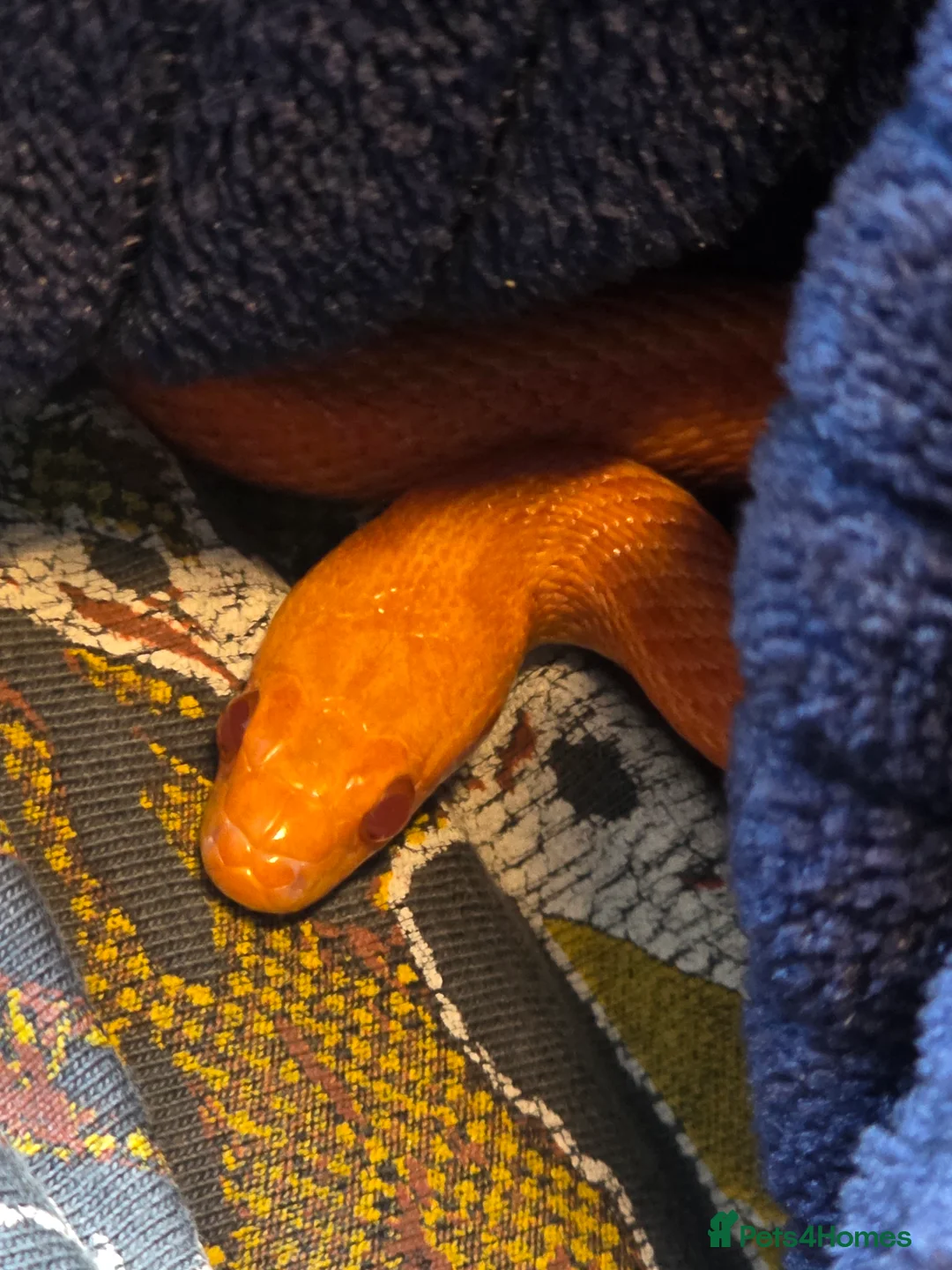 Corn Snake reptiles for sale: Pete- the Fire Stripe Cornsnake  in Nottingham - Advert 17