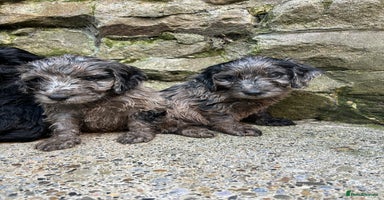 Cockapoo dogs BEAUTIFULL F1 COCKAPOO PUPPYS - Advert 8