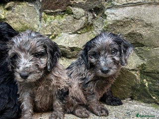 Cockapoo dogs BEAUTIFULL F1 COCKAPOO PUPPYS - Advert 2