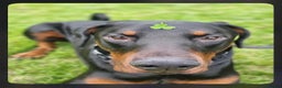 Dobermann dogs for sale: Gorgeous Male Doberman, Kamui - Advert 4