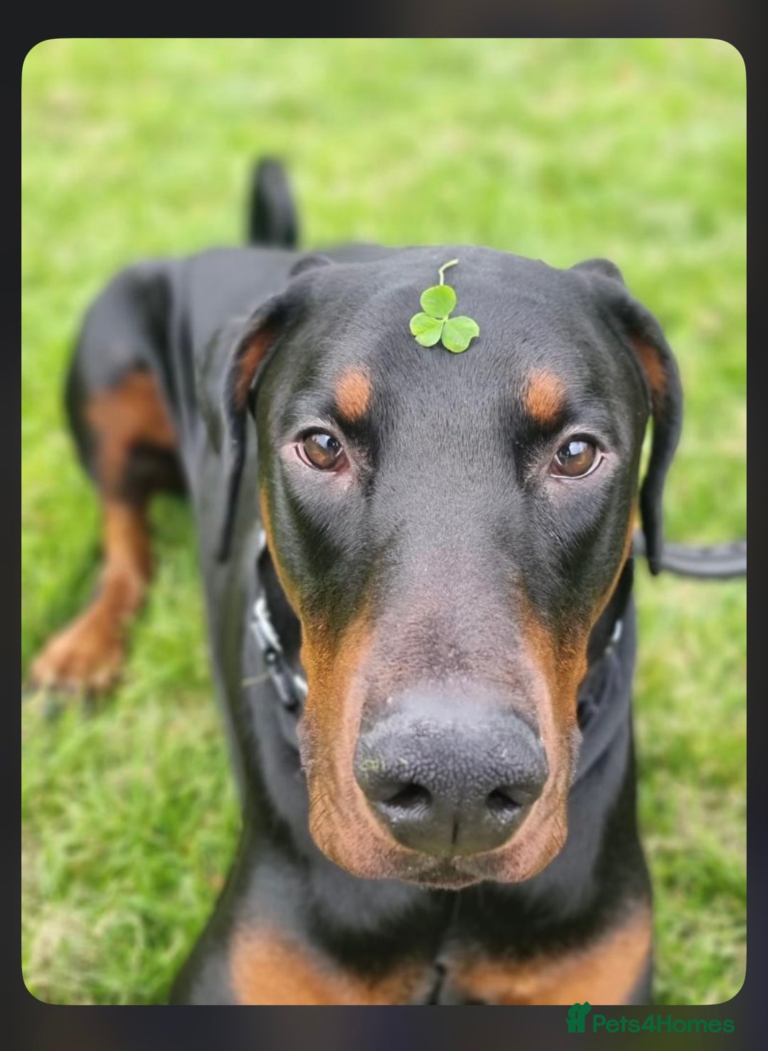 Dobermann dogs for sale: Gorgeous Male Doberman, Kamui - Advert 4