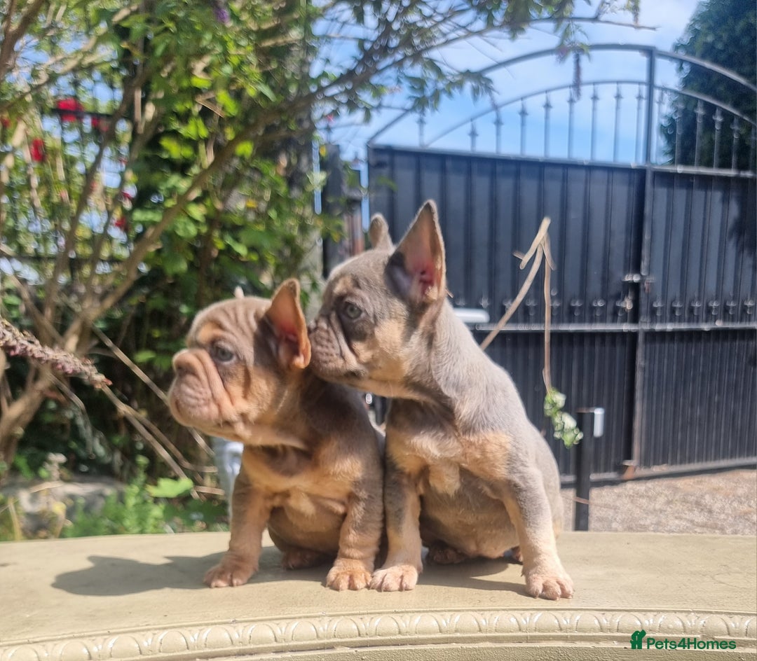 French Bulldog dogs for sale: Beautiful French bulldogs - Image 19