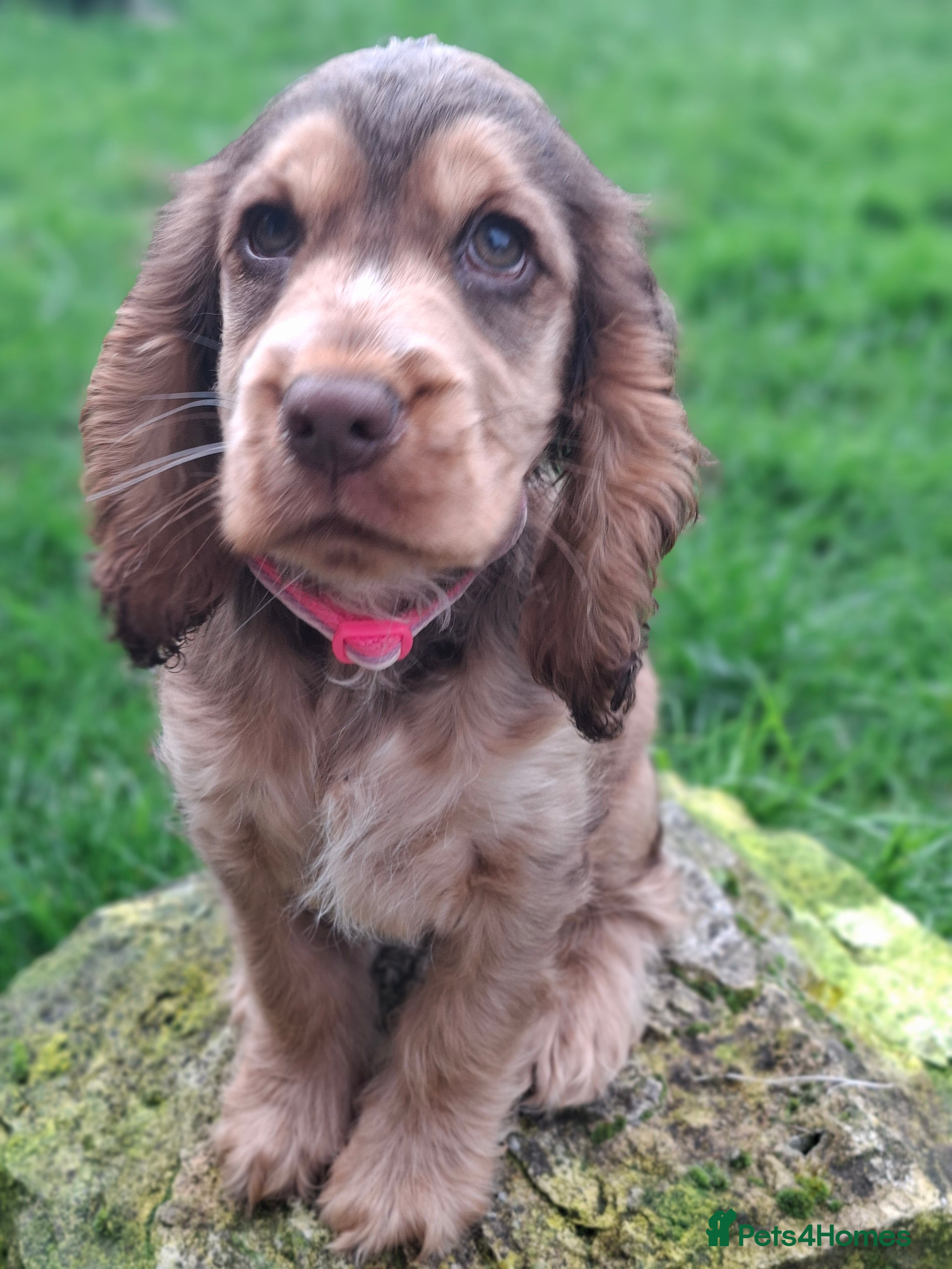Cocker Spaniel dogs One GIRL AVAIL🔥 KC REG. SHOW TIPE COCKER SPANIEL  - Advert 10