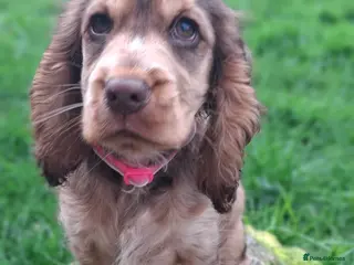 Cocker Spaniel dogs One GIRL AVAIL🔥 KC REG. SHOW TIPE COCKER SPANIEL - Advert 10