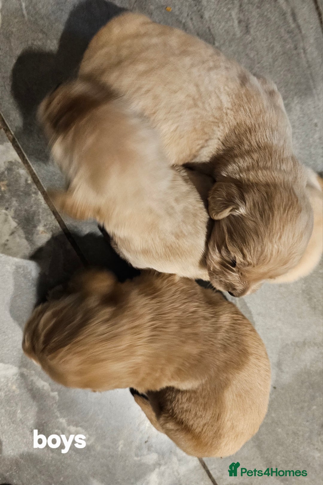 Golden Retriever dogs for sale: KC registered pedigree Golden Retriever pups - Image 6