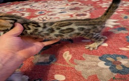 Bengal cats for sale: 7 Beautiful kittens are looking for a forever home - Image 5
