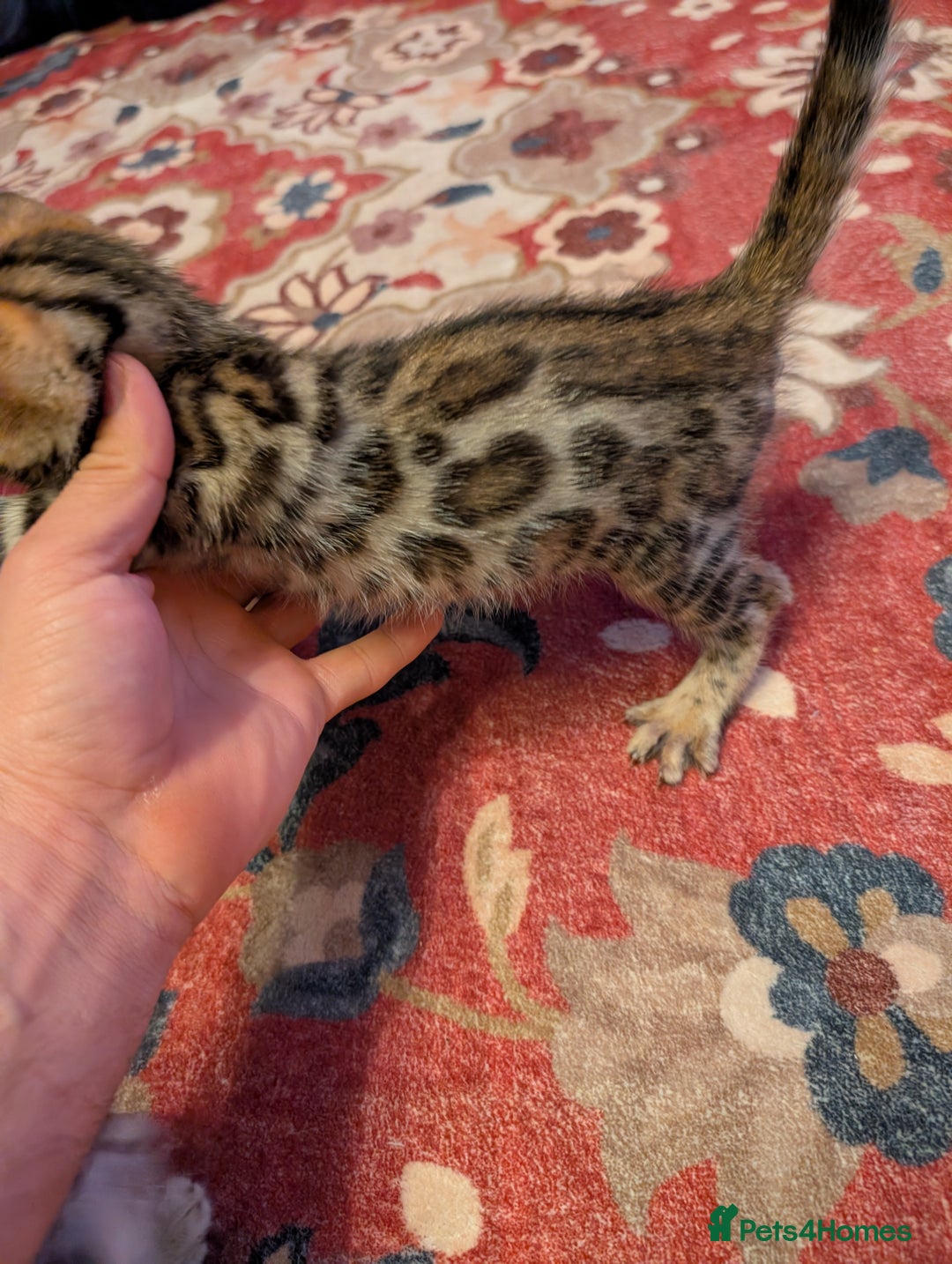 Bengal cats for sale: 7 Beautiful kittens are looking for a forever home - Image 5