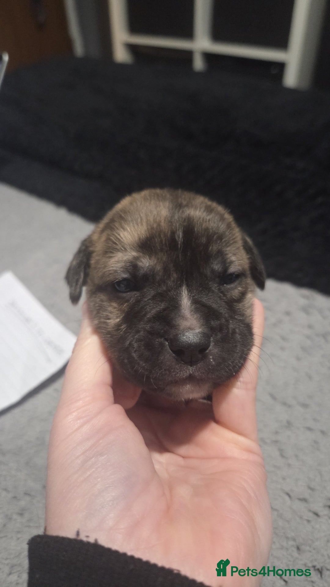 Mixed Breed dogs for sale: Staffy + cane course - Advert 9