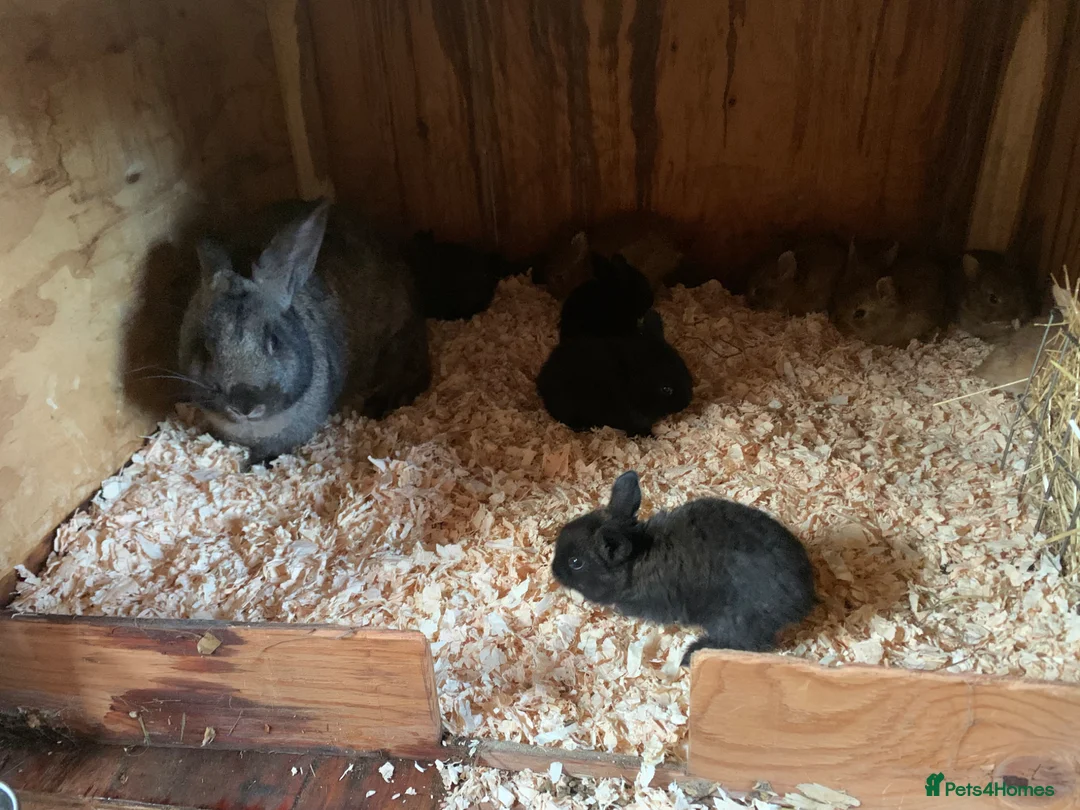 New Zealand rabbits for sale: Mixed New Zealand’s  - Advert 1