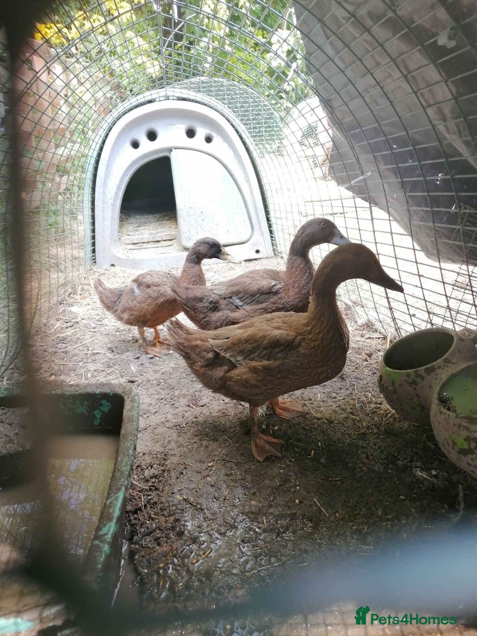 Ducks poultry Pair of Khaki Campbells - 12 weeks old  - Advert 1