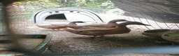 Ducks poultry for sale: Pair of Khaki Campbells - 12 weeks old  - Advert 1