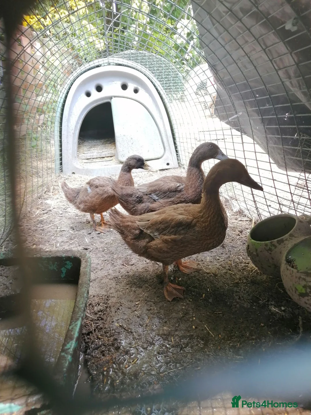 Ducks poultry for sale: Pair of Khaki Campbells - 12 weeks old  - Advert 1