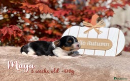 Yorkshire Terrier dogs for sale: Two Beautiful Biewer Terrier Girls! - Image 10