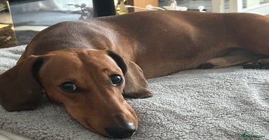Dachshund dogs - Advert 7