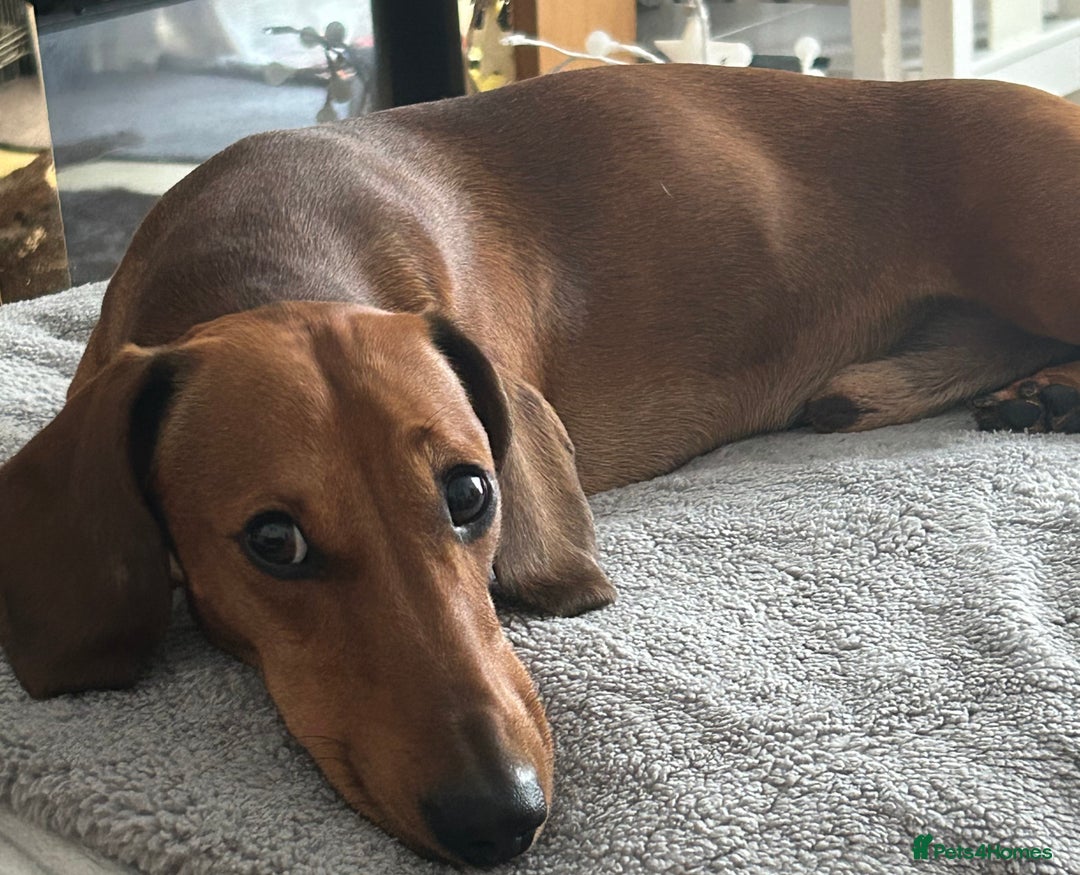 Dachshund dogs for stud: Mini dachshund stud  - Image 2
