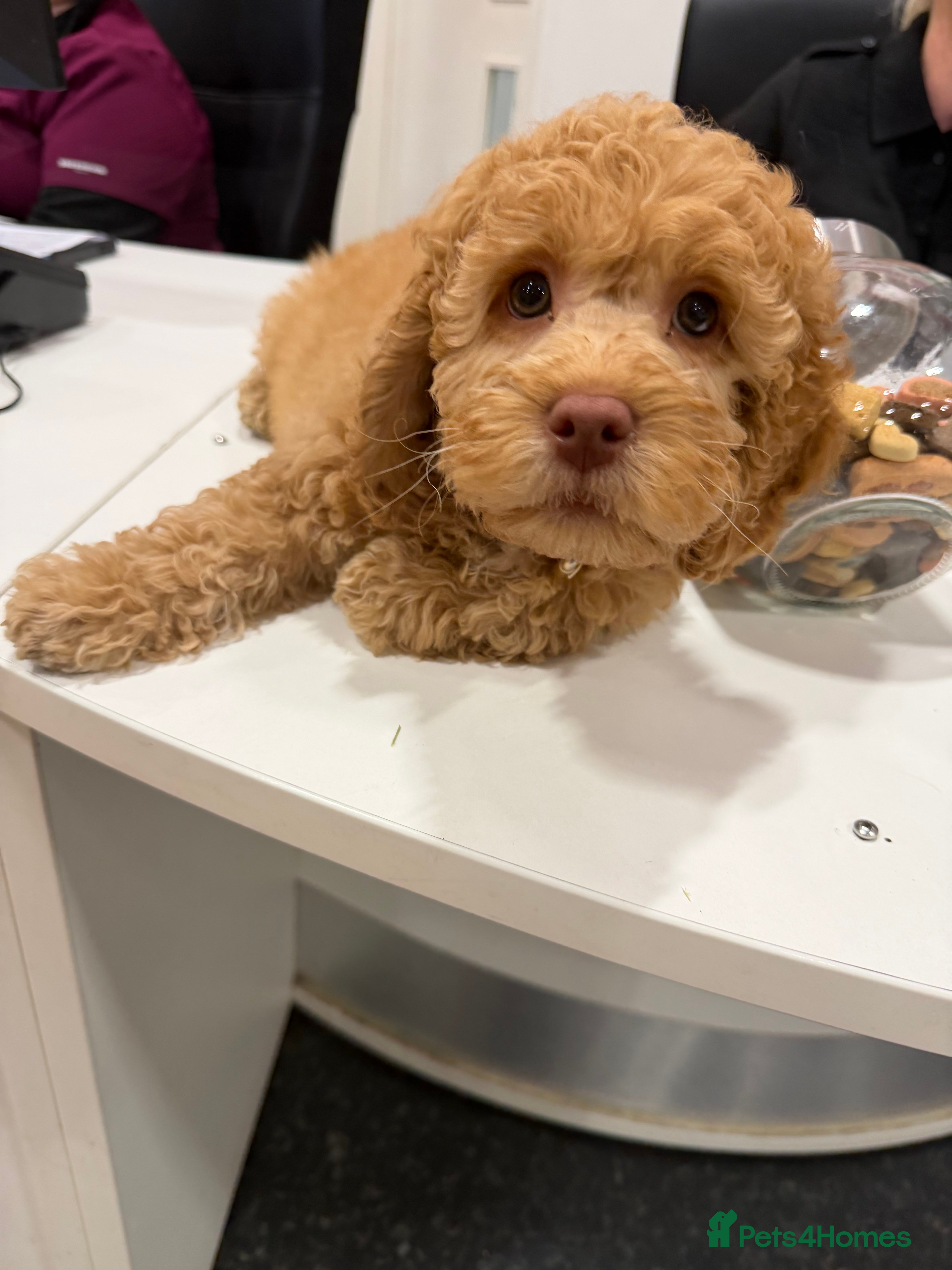 Cockapoo dogs Female cockapoo - Advert 1