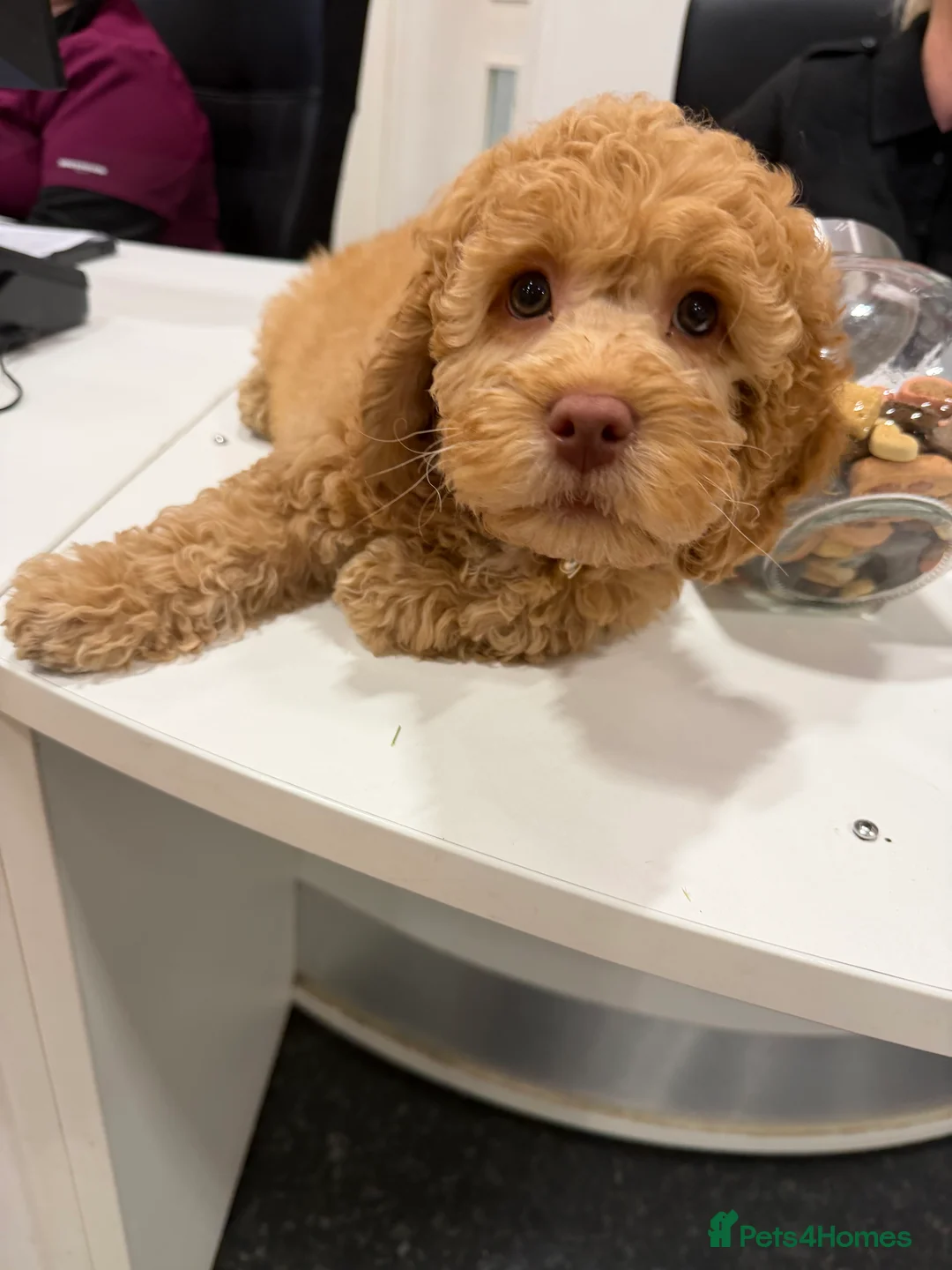 Cockapoo dogs for sale: Female cockapoo - Advert 1