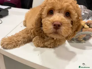 Cockapoo dogs Female cockapoo - Advert 1