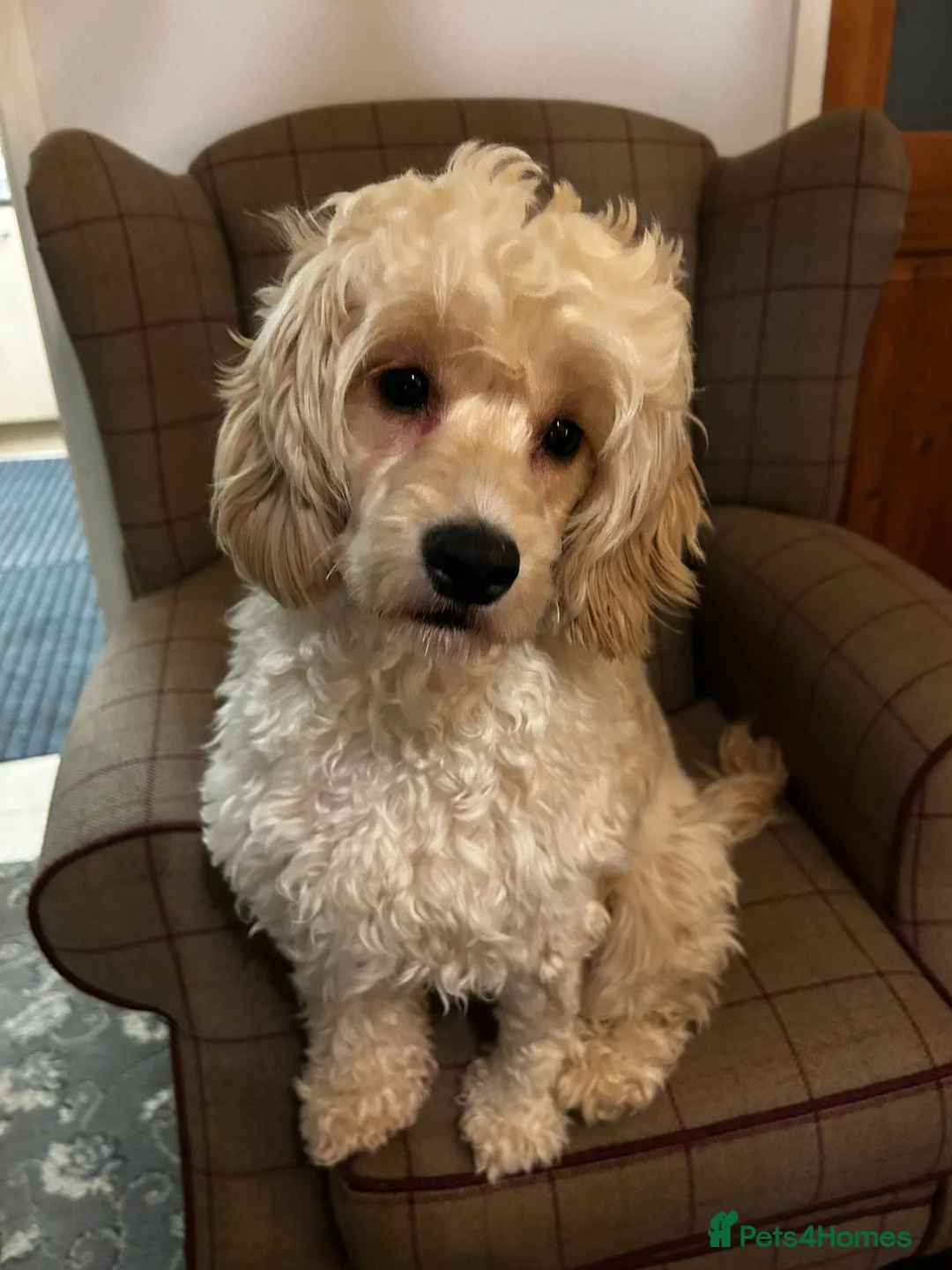 Cockapoo dogs for sale: Stunning cream girl - Advert 2