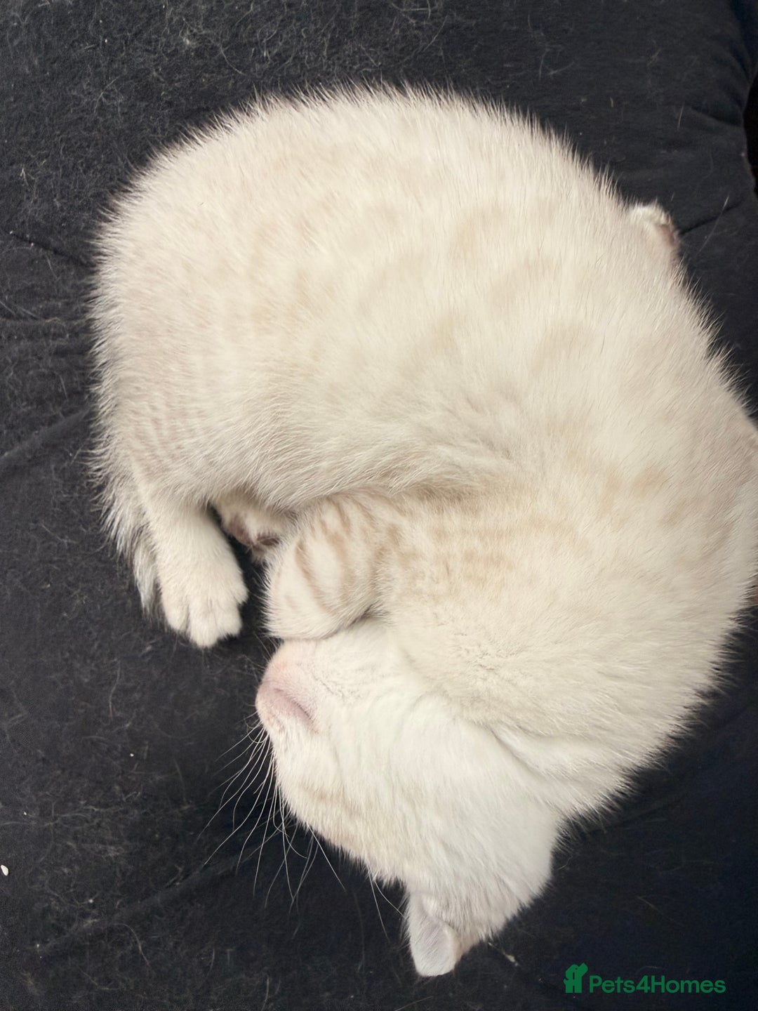 Bengal cats for sale: Snow Lynx, Marble & Brown Rosette Bengals - Image 4