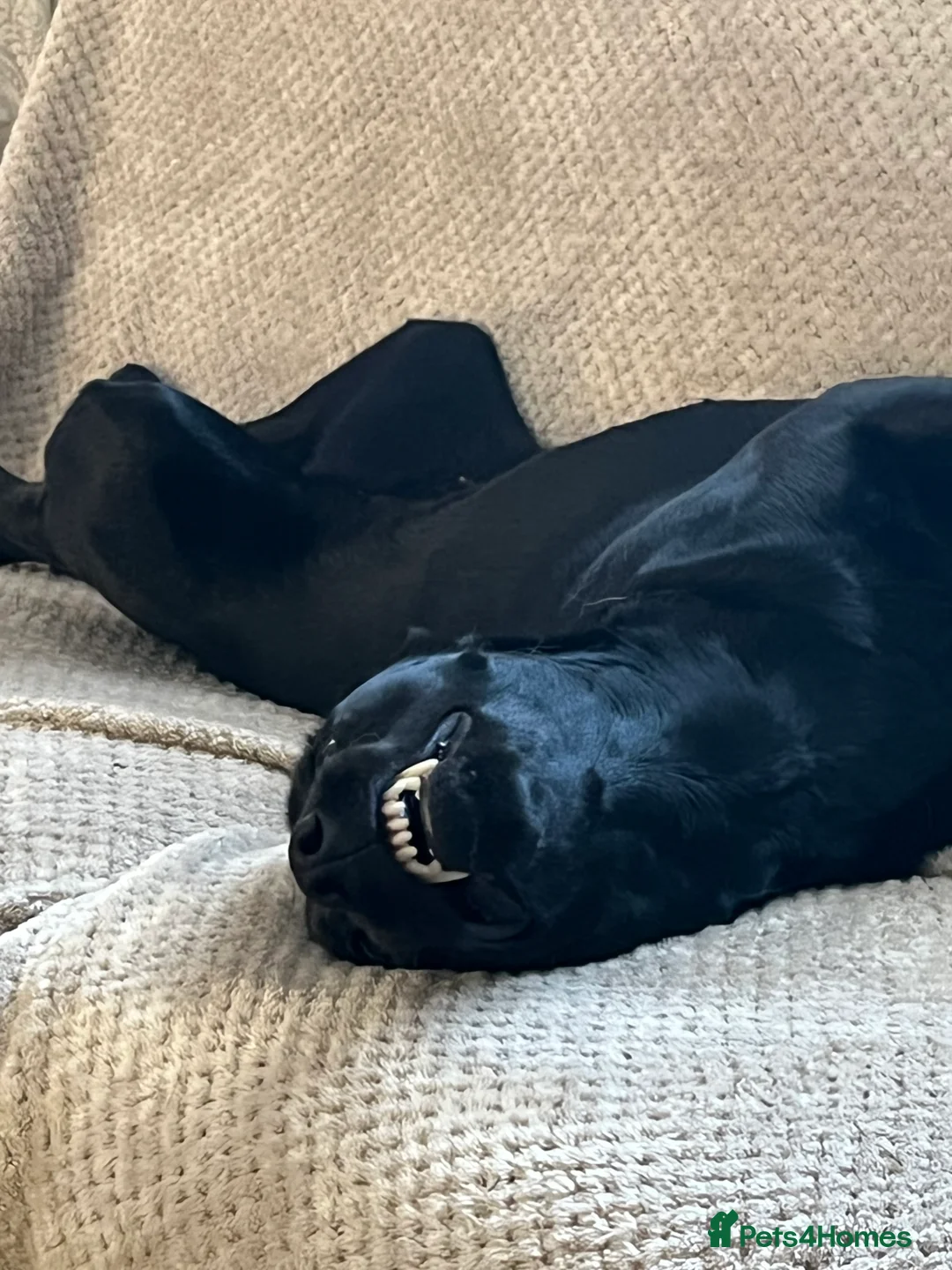 Labrador Retriever dogs for sale: Amazing pups  - Advert 7