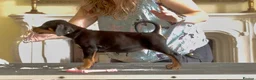 Dobermann dogs for sale: READY NOW- Outstanding KC Dobermann Pups🇧🇷 - Advert 19