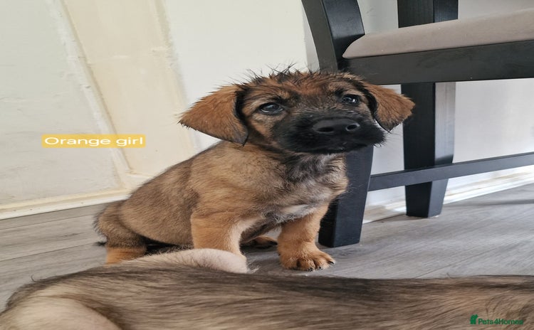 Mixed Breed dogs - Advert 1