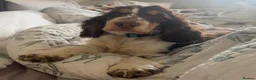 Cocker Spaniel dogs for sale: KC SHOW COCKER Spaniel female  - Advert 1