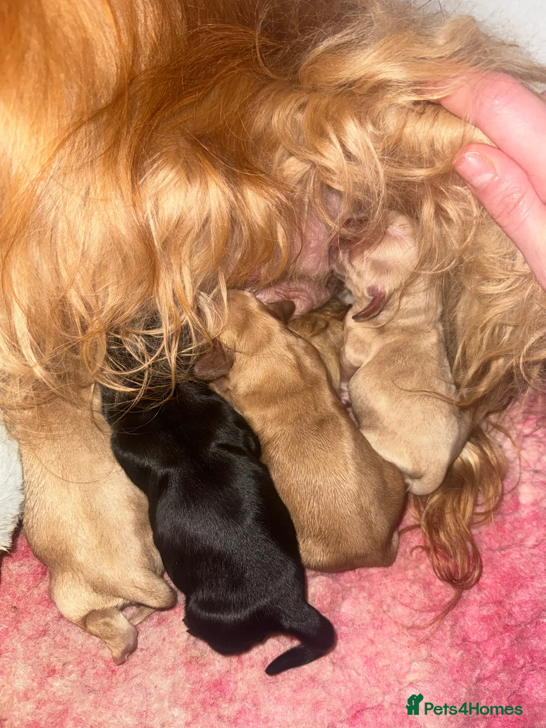 American Cocker Spaniel dogs for stud: KC PROVEN American Cocker Spaniel Stud (0.1% COI) in Stafford - Advert 3